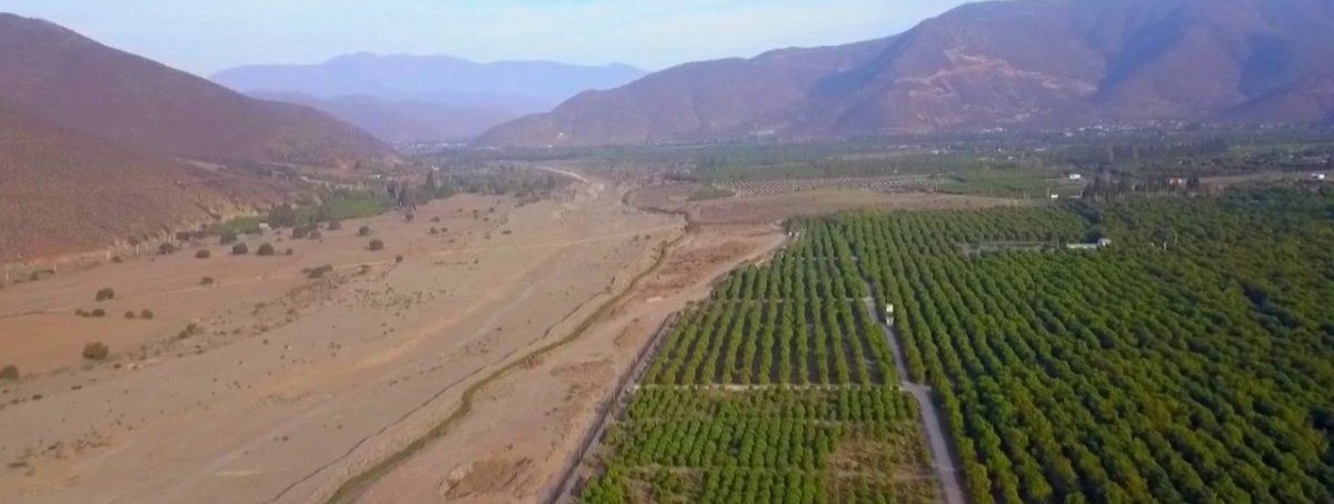 Culture de l'avocat  - Vallée de Petorca - Chili