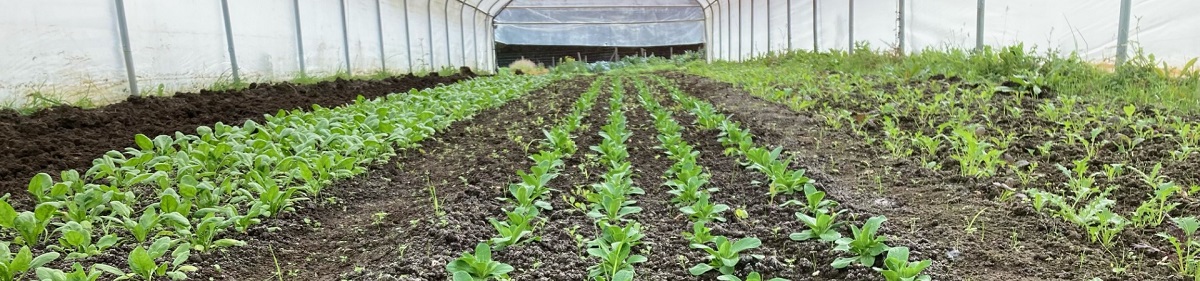 Serre maraîchage
